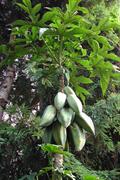 Carica pentagona